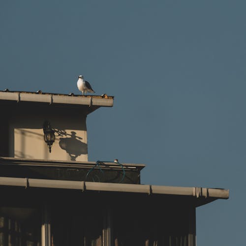 Základová fotografie zdarma na téma budova, čisté nebe, pták