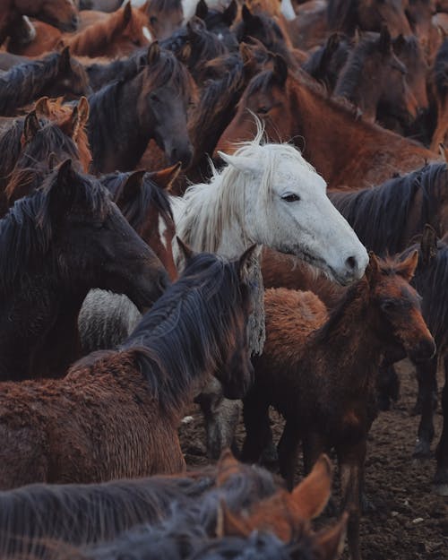 Kostenloses Stock Foto zu bucht, galizisch, pferde