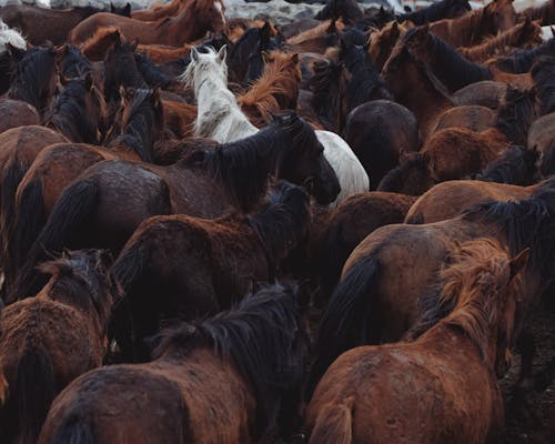Kostnadsfri bild av boskap, fält, hästar
