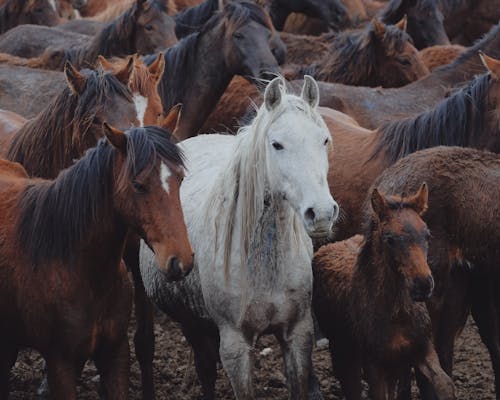 Ilmainen kuvapankkikuva tunnisteilla eläimet, hevoset, kenttä