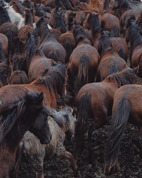 Kostenloses Stock Foto zu außerorts, braune pferde, feld