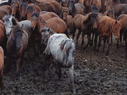 Kostenloses Stock Foto zu braune pferde, feld, herde