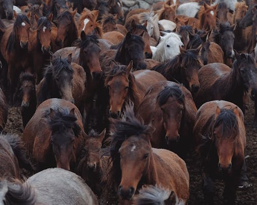 가축, 농장, 농촌의의 무료 스톡 사진