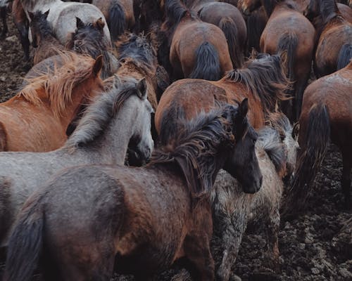 Безкоштовне стокове фото на тему «вид ззаду, коні, Природа»