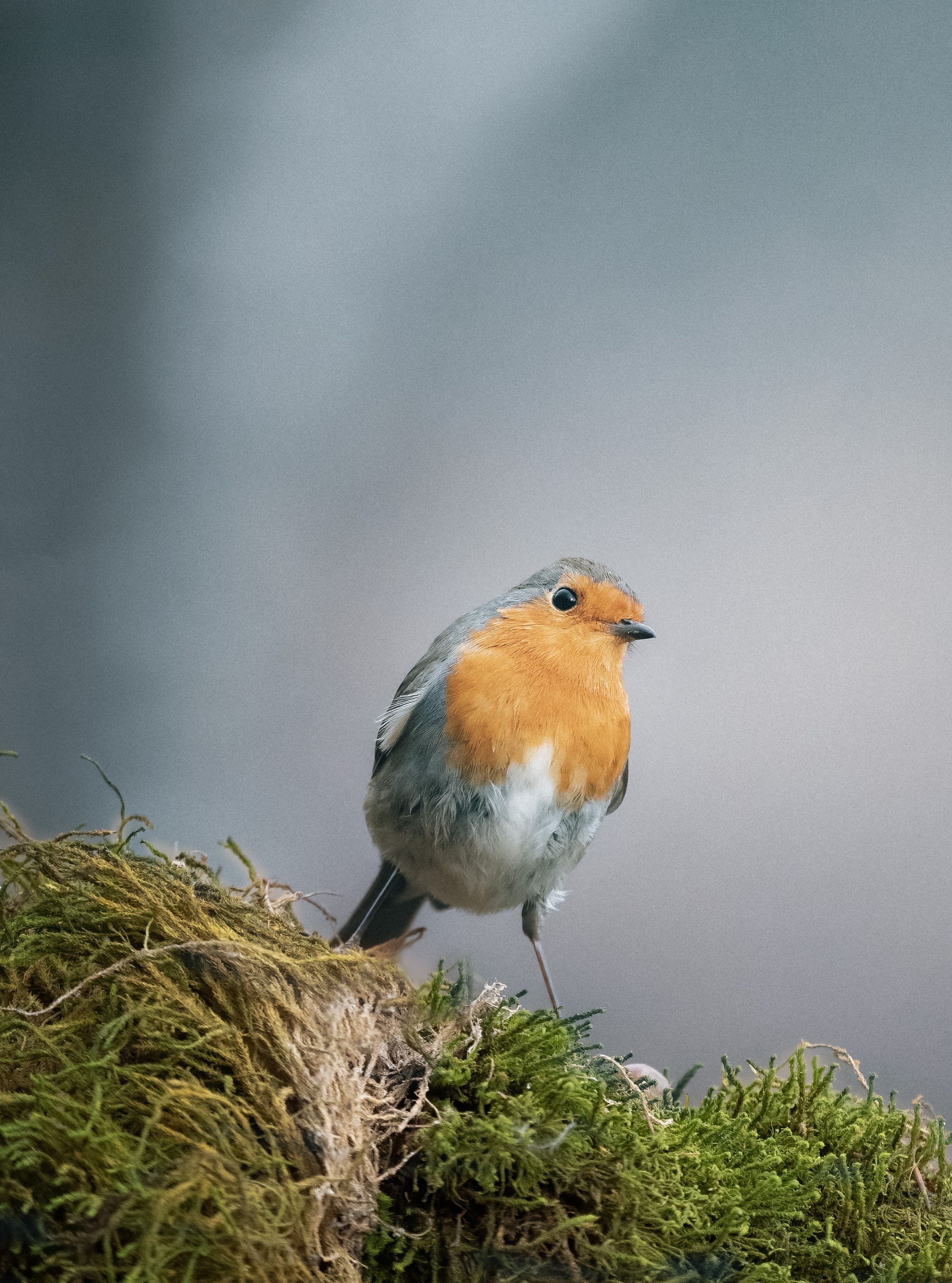 Close up of a European Robin · Free Stock Photo