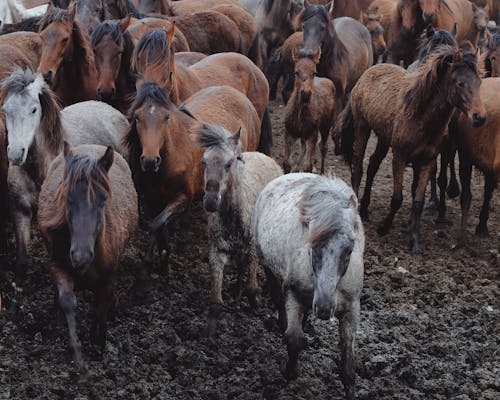 atlar, büyükbaş hayvan sürüsü, doğa içeren Ücretsiz stok fotoğraf