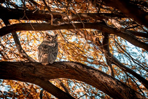 Photo of Owl Perched on Tree Branch