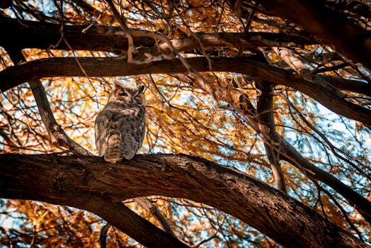 一只角鸮静静地坐在金黄秋叶的树枝上