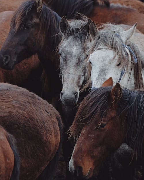 Kostnadsfri bild av djurfotografi, färgrik, hästar