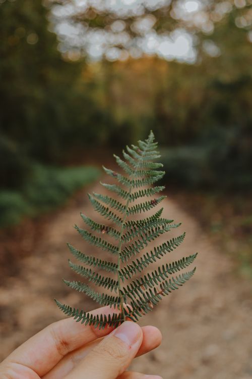Free A close-up of a hand holding a delicate fern leaf with a blurred forest background. Stock Photo