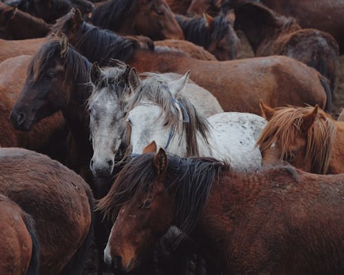 Ilmainen kuvapankkikuva tunnisteilla eläimet, hevoset, hevoslauma