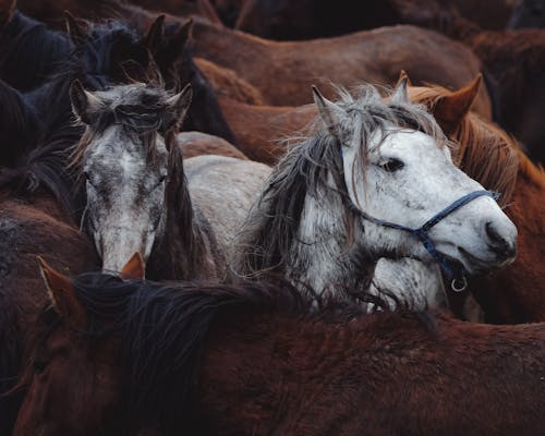 Бесплатное стоковое фото с домашний скот, животные, лошади