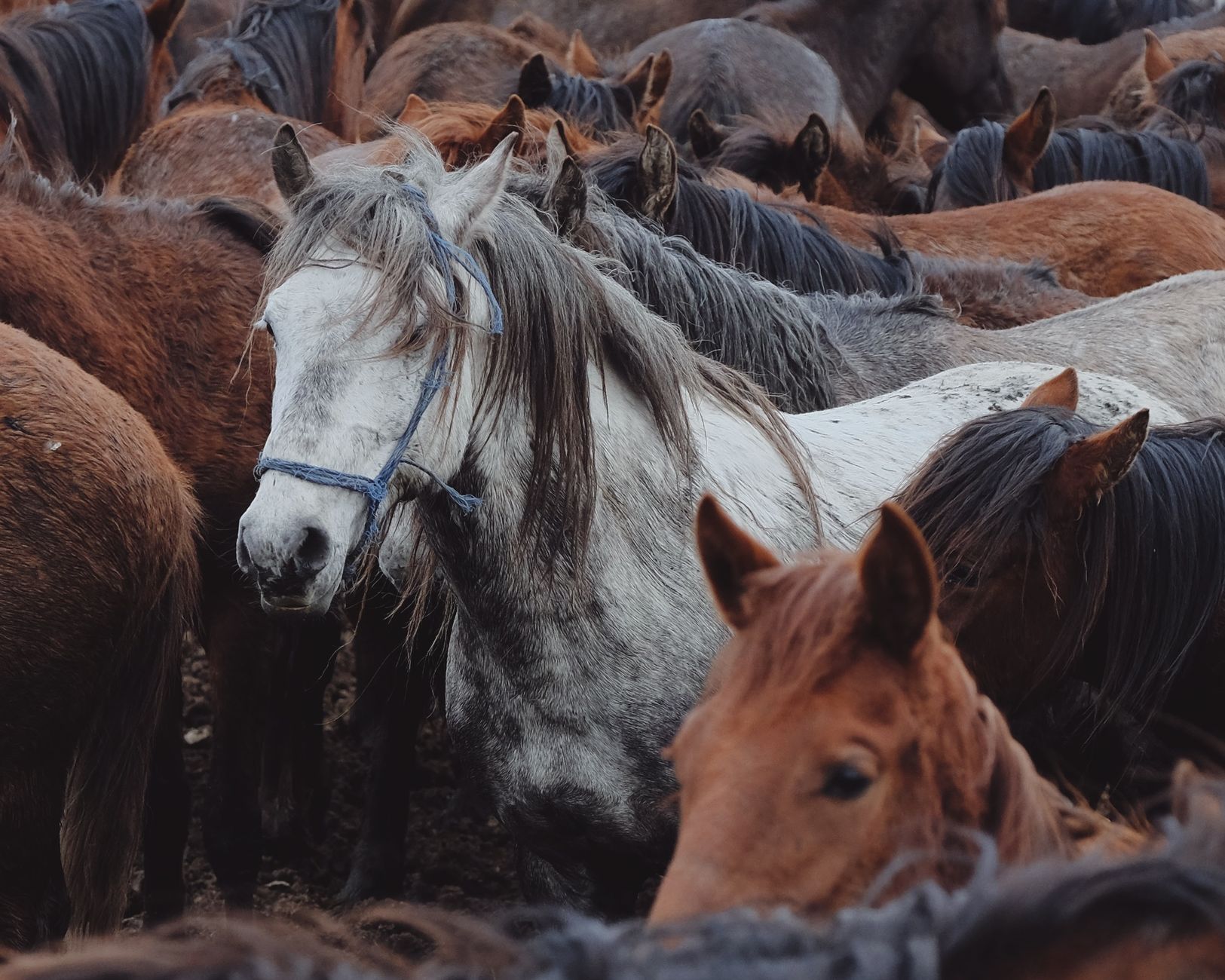 Portrait of a horse at a veterinary clinic
