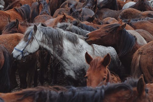 Foto profissional grátis de animais, área, cavalos