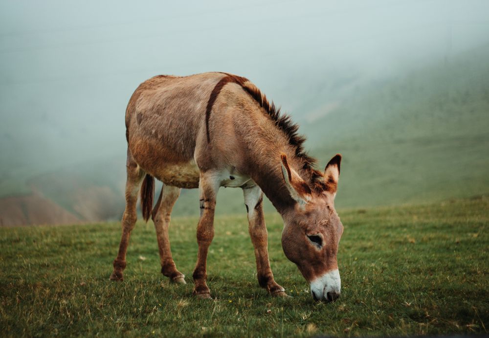 Esel auf einer naturbelassenen Weide im Morgennebel