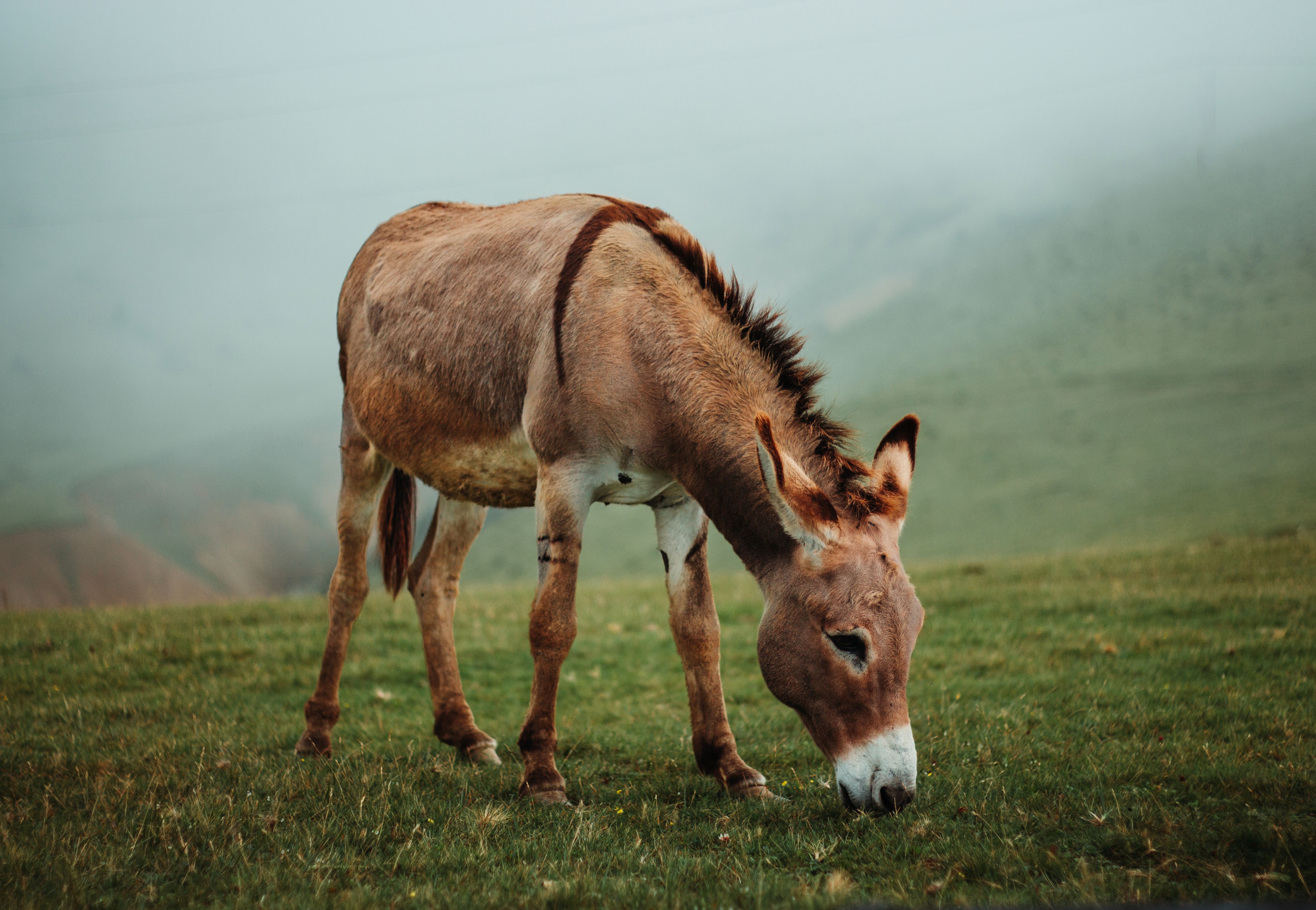 donkey on meadow · Free Stock Photo
