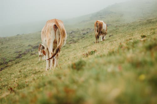 Δωρεάν στοκ φωτογραφιών με αγελάδες, αγροτικός, βόδια
