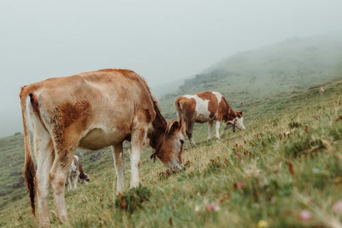 奶牛, 牧場, 田 的 免费素材图片