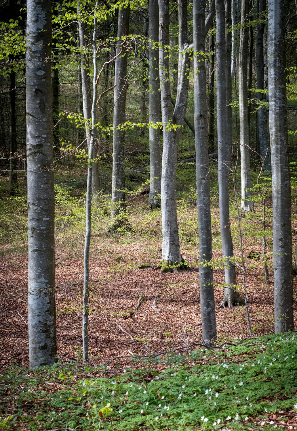 Trees in Forest · Free Stock Photo