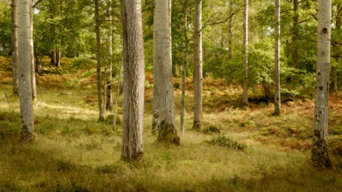 Imagine de stoc gratuită din arbori, codru, iarbă