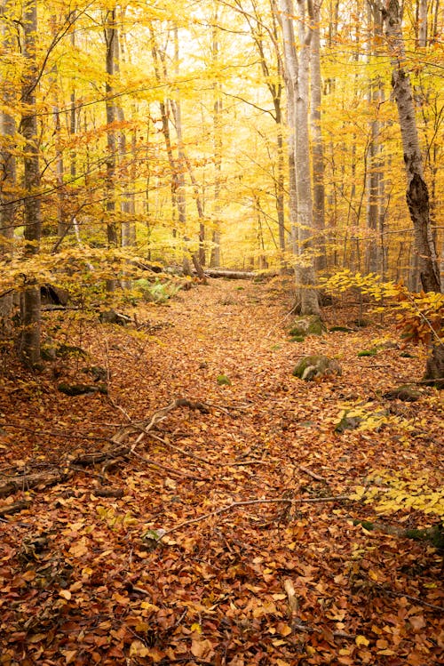 Imagine de stoc gratuită din arbori, cădere, cărare