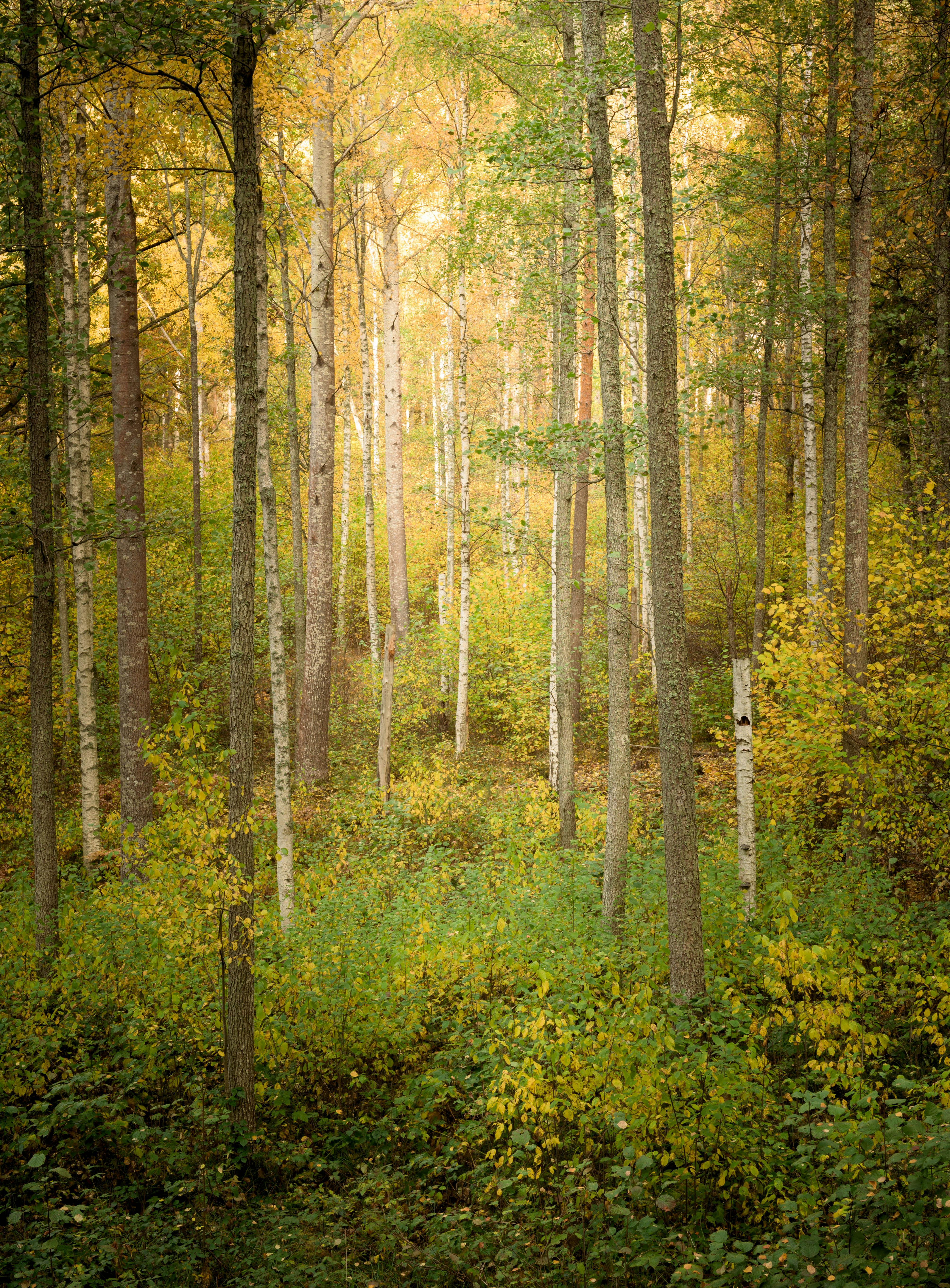 Peaceful autumn forest scene with golden leaves and tall trees.