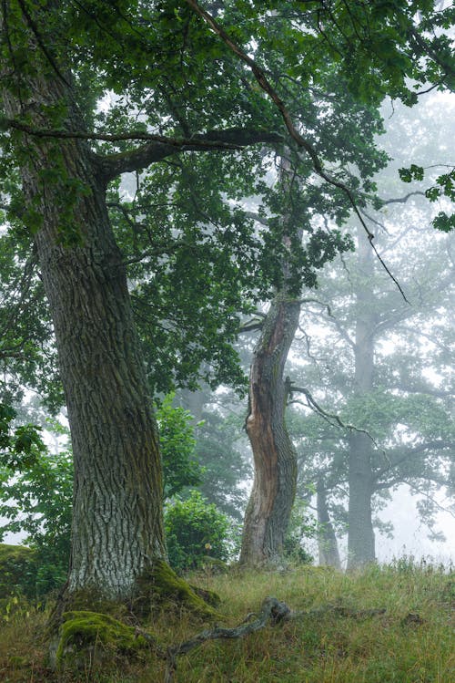 Imagine de stoc gratuită din arbori, câmp, ceață