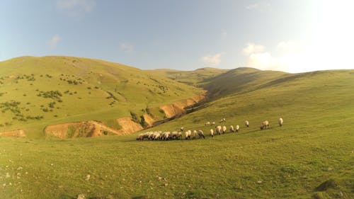 Бесплатное стоковое фото с домашний скот, овца, пастбище