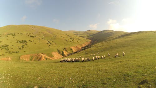 Kostenloses Stock Foto zu außerorts, grasfläche, herde