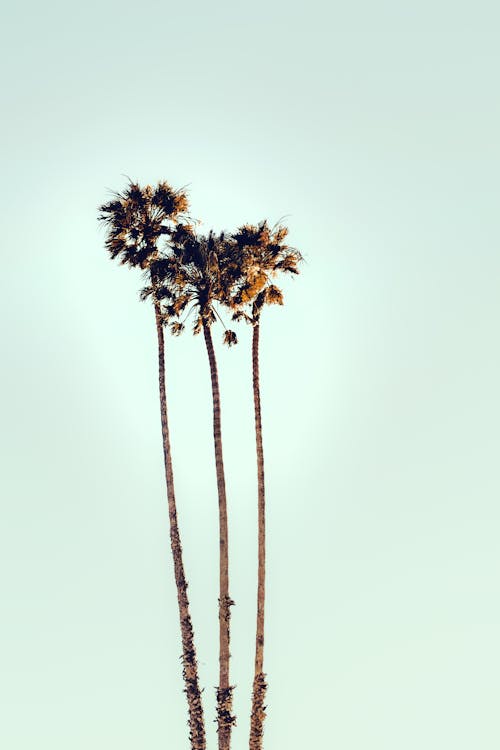 Palm Trees under Clear Sky