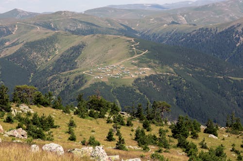 Trees on Hill in Countryside