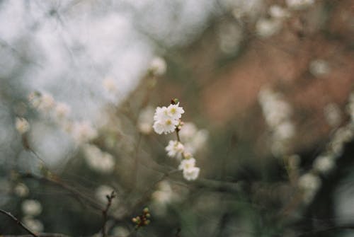 White, Small Blossoms