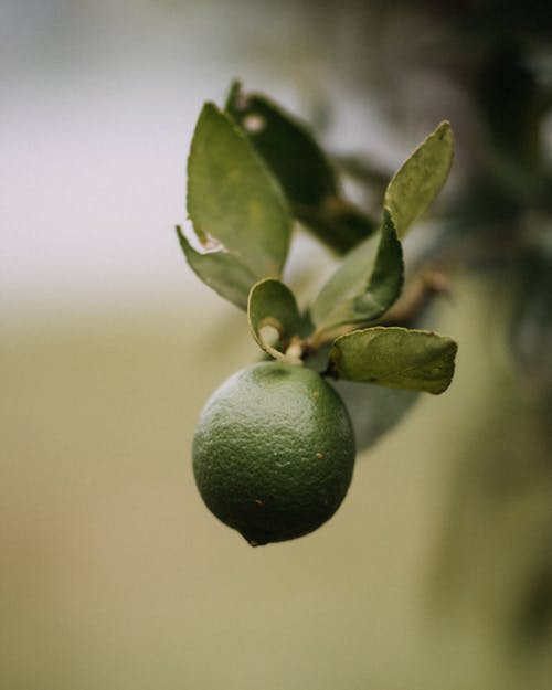 Lime at the End of the Branch