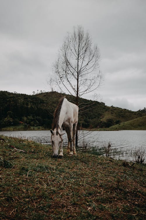 White Horse Nibbling Grass by the Lake