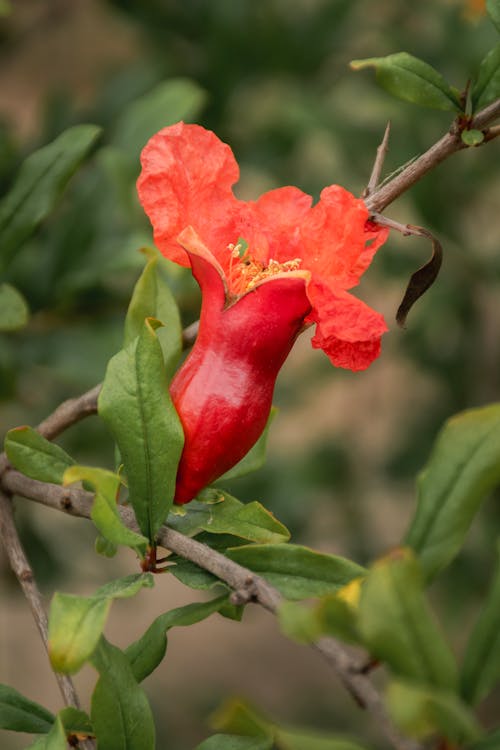 Red, Exotic Flower