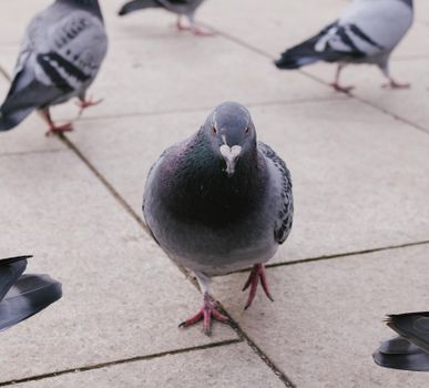 A group of pigeons walking on a concrete pavement, photographed in a city setting.
