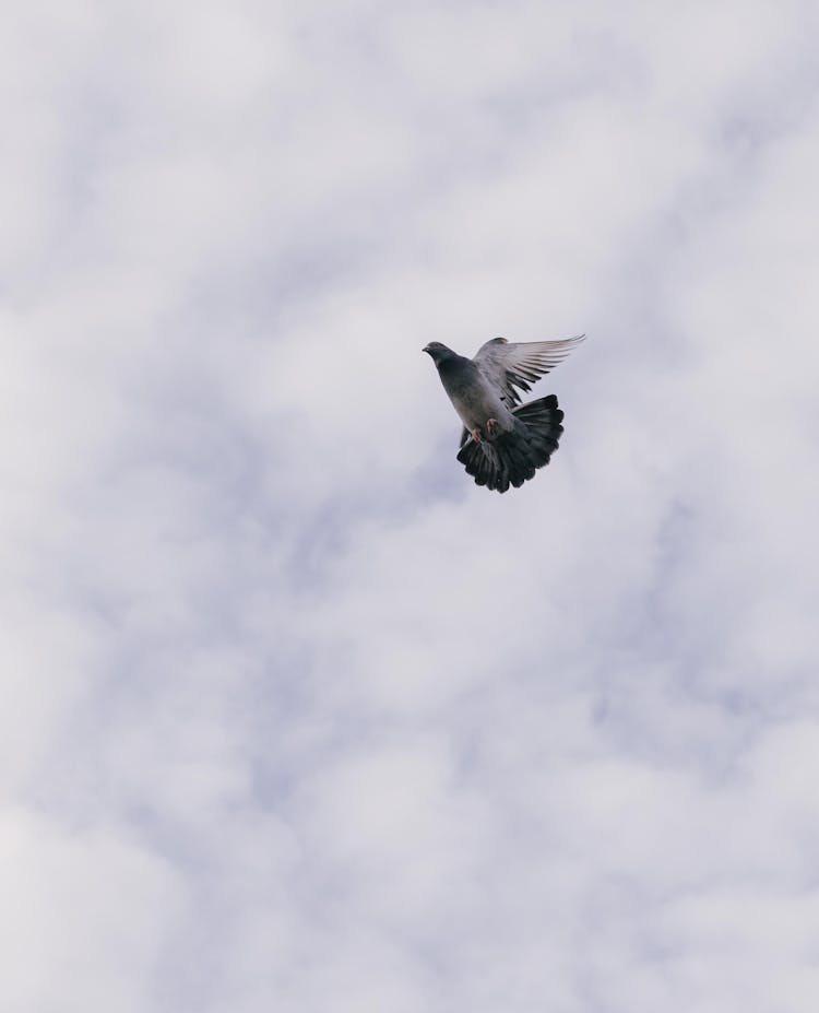 Pigeon Flying On Sky