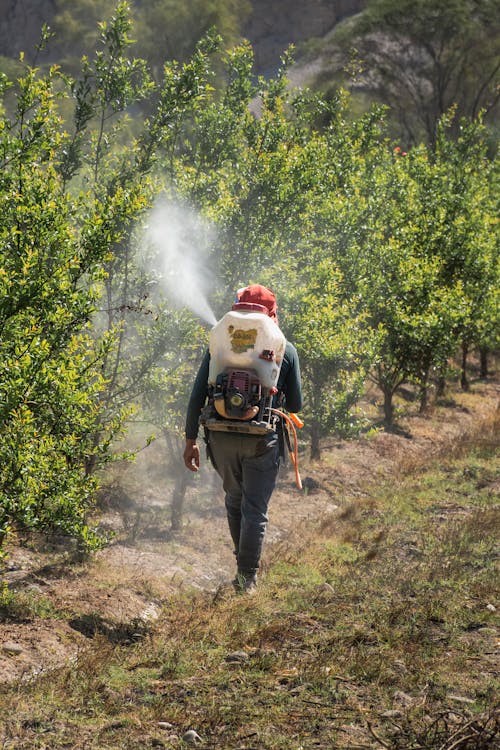 Imagine de stoc gratuită din agricultură, arbori, câmp