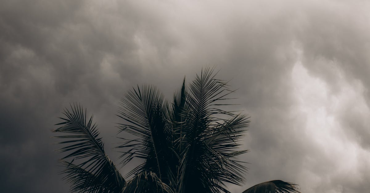 Photo by juliane Monari A stormy sky with dark clouds looming over a silhouette of palm trees, creating a dramatic and tropical scene.