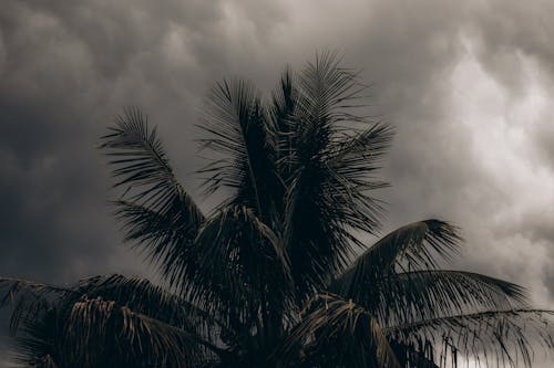 Palm Tree against Cloudy Sky