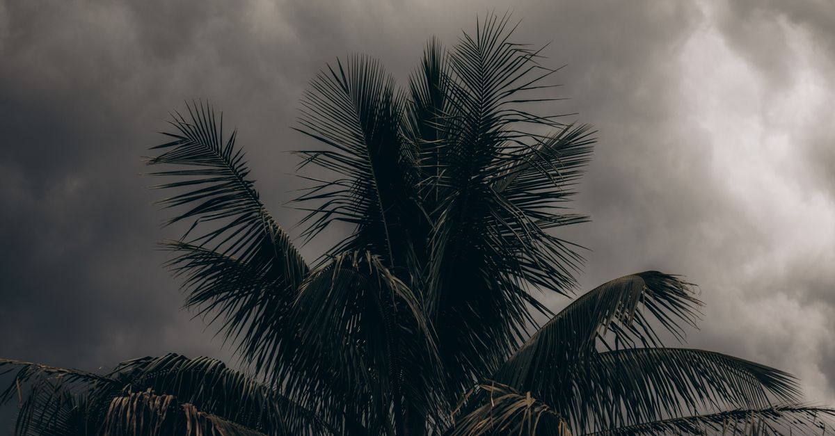 Photo by juliane Monari A silhouetted palm tree stands tall under dark, stormy clouds, conveying a moody tropical scene.