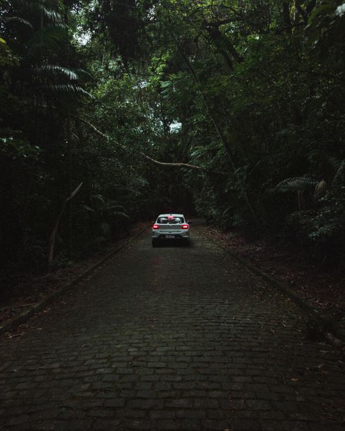 Free A car drives along a dark, tree-lined road in a dense forest, creating a moody atmosphere. Stock Photo
