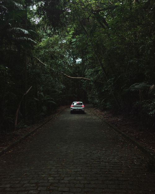 Free A car travels along a narrow, tree-lined road through a dense forest, creating a serene and mysterious atmosphere. Stock Photo