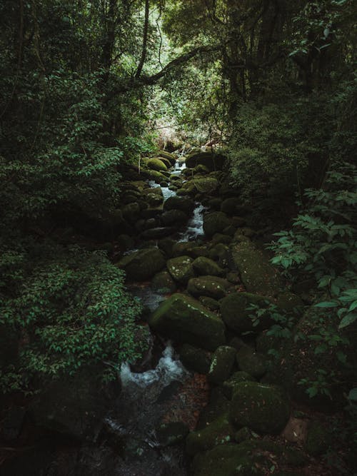 Foto profissional grátis de corrente, floresta, fluido