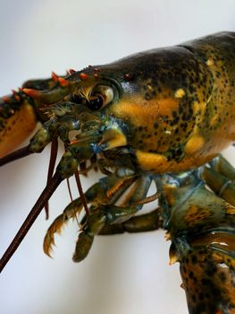 Detailed macro shot of an American lobster on a white background in Palm Beach.