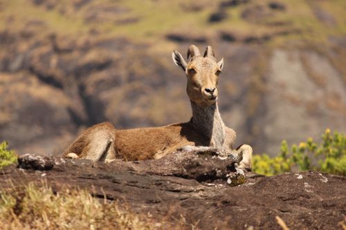 Free stock photo of animal, goat, varaiyadu Stock Photo
