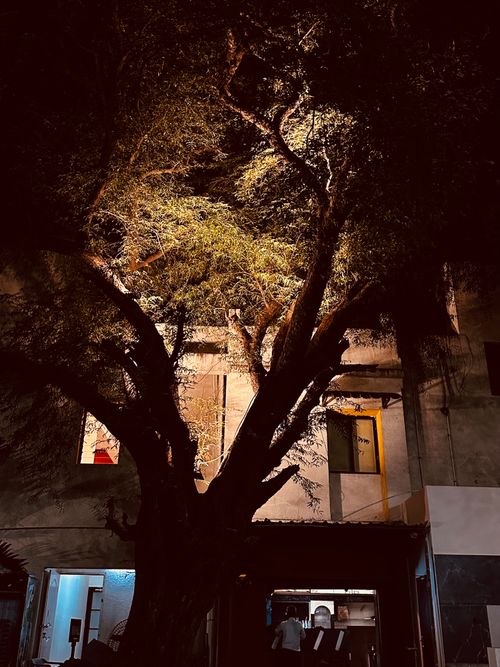 Free Tree under lights Stock Photo