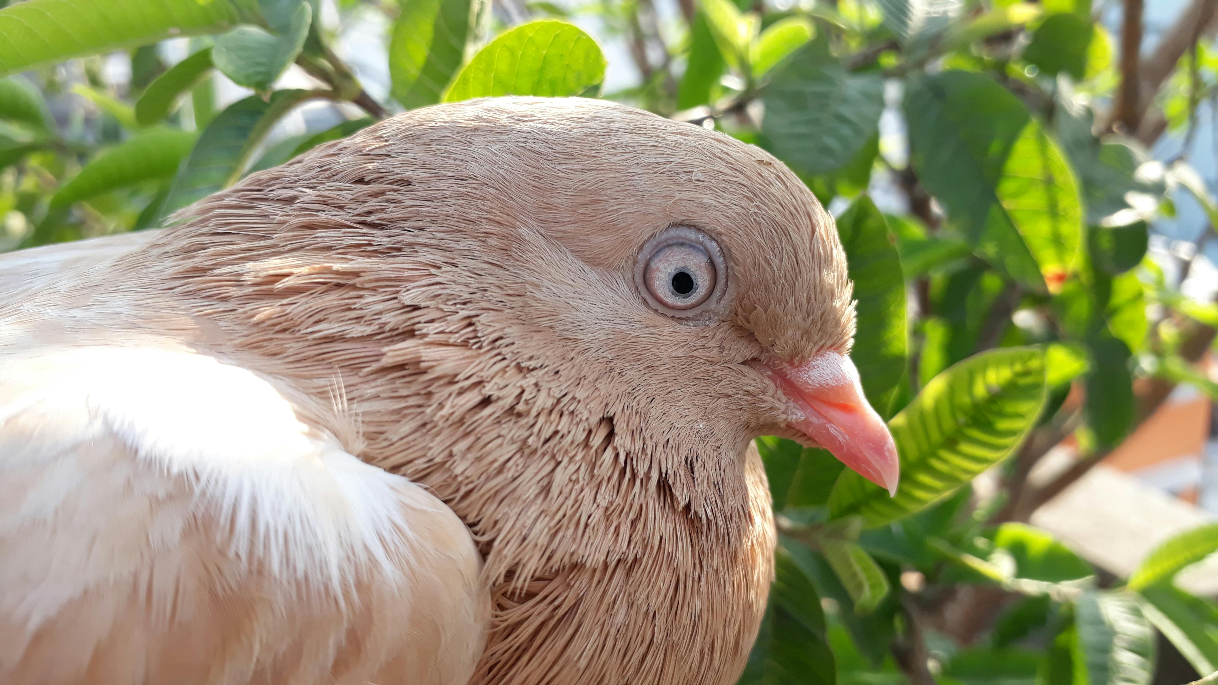 Foto Stok Gratis Tentang Burung Dara Latar Belakang Hijau Merpati