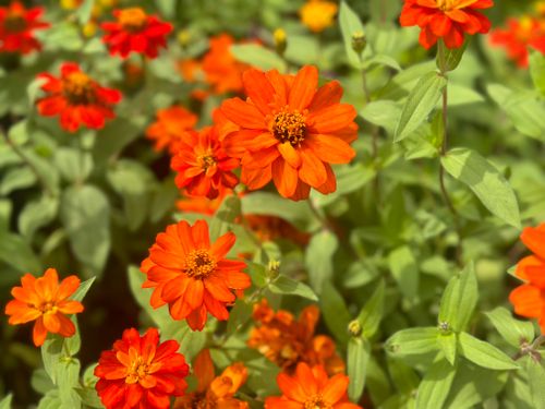 Free Flower Stock Photo