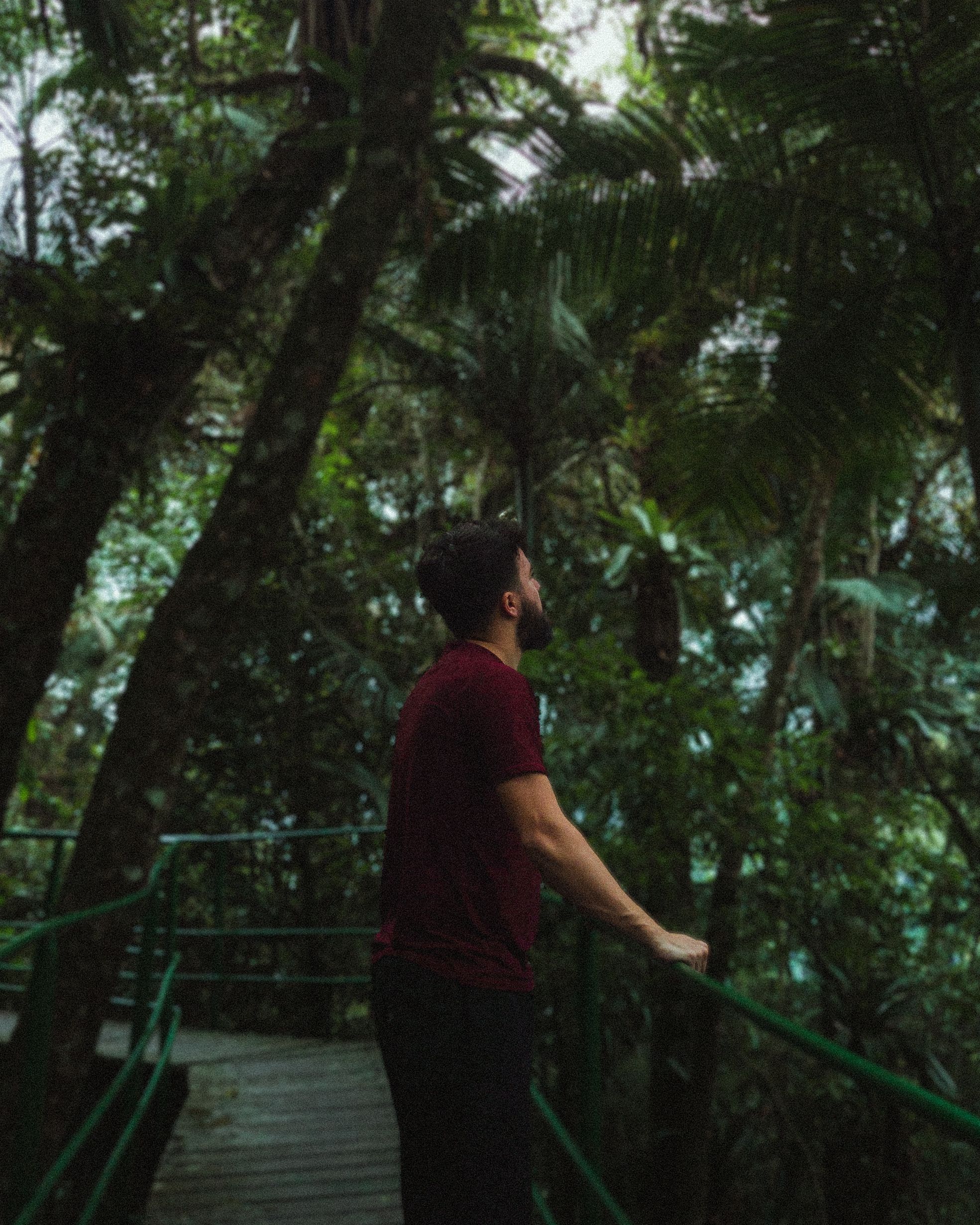 Man on Boardwalk in Tropical Forest · Free Stock Photo